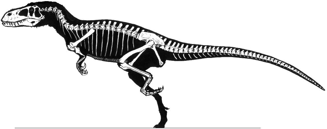 http://dinosaurjim.com/torvosaurus_skeleton.JPG